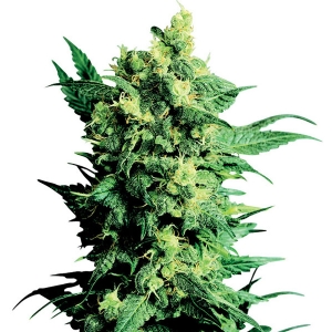 Sensi Seeds - Shiva Shanti II Regolare