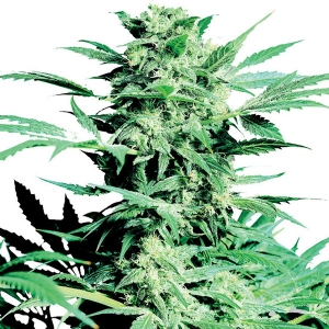 Sensi Seeds - Shiva Skunk