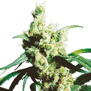 Sensi Seeds - Silver Haze Regolare