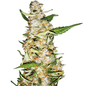 Sensi Seeds - Skunk #1 Auto