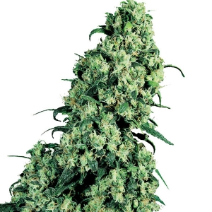 Sensi Seeds - Skunk #1