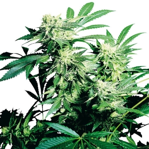 Sensi Seeds - Skunk Kush Regolare