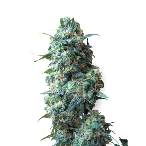 White Label - Afghan Kush Regolare