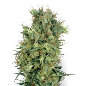 White Diesel Haze Auto (White Label Seeds) Semi Autofiorenti