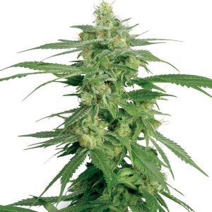 White Label - Hollands Hope Regolare