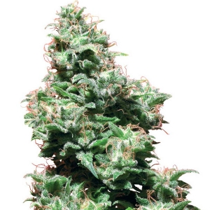 White Label - Kali Haze Regolare