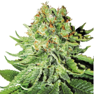 White Label - Northern Lights Auto