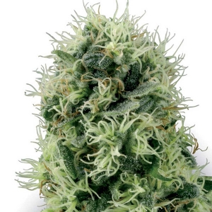 White Label - Pure Power Plant