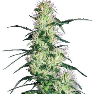 White Label - Purple Haze