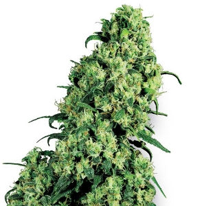 White Label - Skunk #1