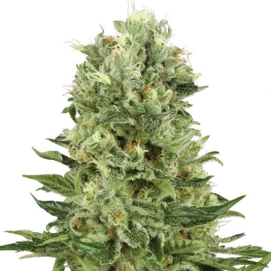 White Label - Skunk #1 Auto