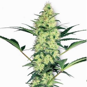 White Label - White Diesel