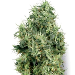 White Label - White Gold