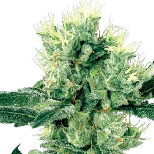 White Label - White Haze Regolare