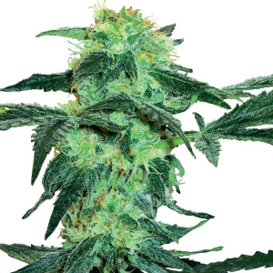 White Label - White Ice Regolare