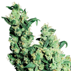 White Label - Jack Herer Regolare