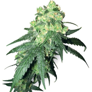 White Label - White Label Rhino Regolare