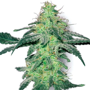 White Label - White Skunk Regolare