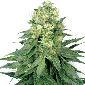 White Label - White Widow Regolare