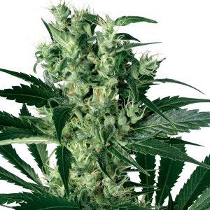 White Label - X Haze