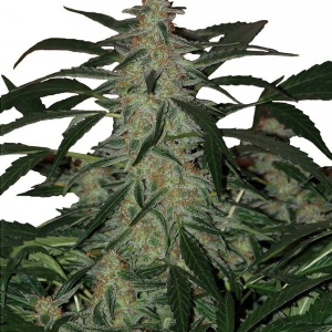 Buddha Seeds - Deimos Auto