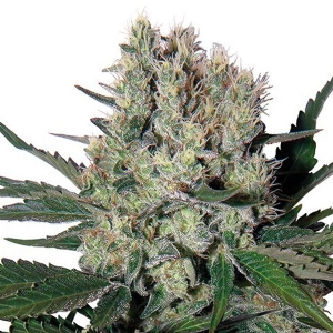 Buddha Seeds - Syrup Auto