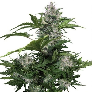 Buddha Seeds - White Dwarf Auto