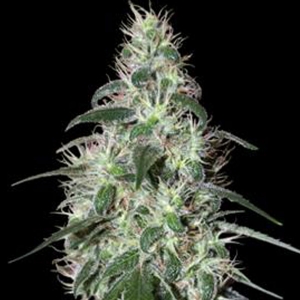 Buddha Seeds - Pulsar