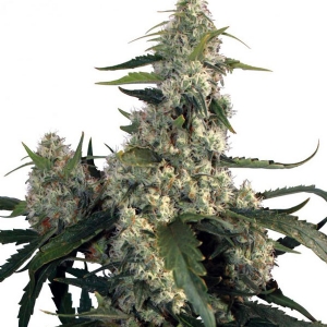 Buddha Seeds - Quasar