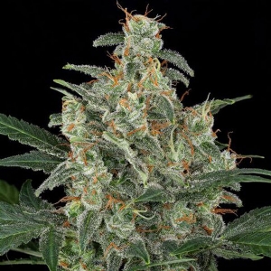 Dinafem - Cheese Auto