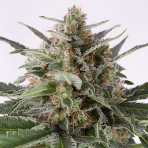 Dinafem - Critical + Auto