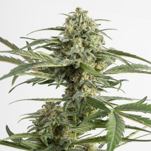 Dinafem - Critical Cheese Auto