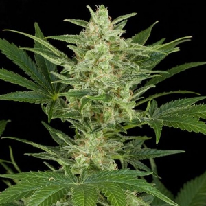 Dinafem - Critical Jack Auto