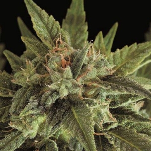 Dinafem - Fruit Auto