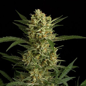 Dinafem - Original Amnesia Auto