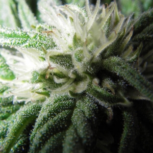 Dinafem - Roadrunner #2 Auto