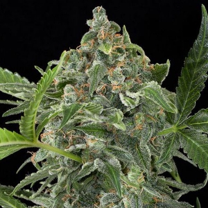 Dinafem - White Cheese Auto