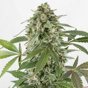 Dinafem - White Widow Auto