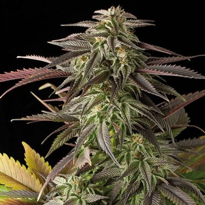 Dinafem - Blue Cheese