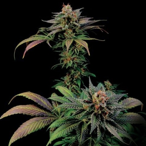 Dinafem - Blue Widow