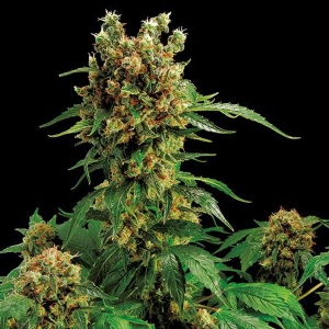 Dinafem - California Hash Plant