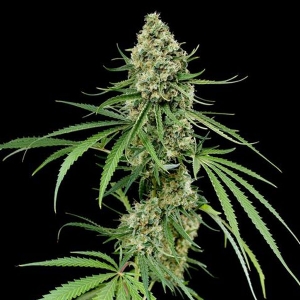 Dinafem - Critical +