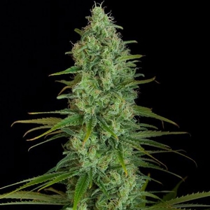 Dinafem - Critical Jack