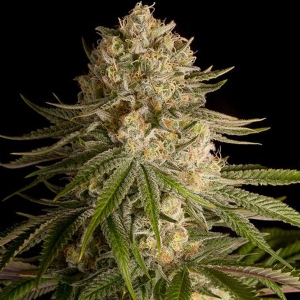 Dinafem - Critical Kush