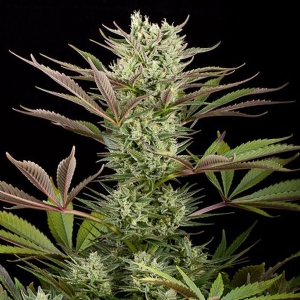 Dinafem - Deep Cheese