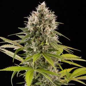 Dinafem - Industrial Plant