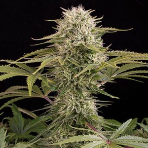 Dinafem - Kush n cheese