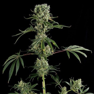 Dinafem - Moby Dick #2