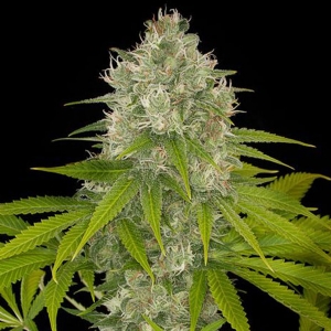 Dinafem - Power Kush - Femminizzata
