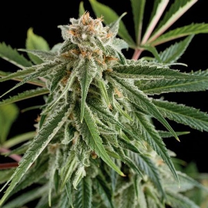 Dinafem - Royale Haze